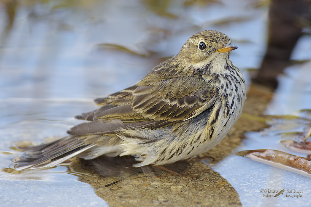 Pispola_Anthus pratensis