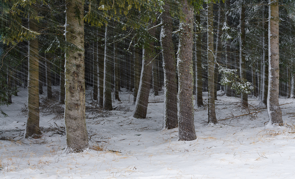 Il Confine degli Alberi