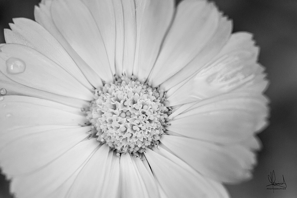 Delicatamente in bianco e nero