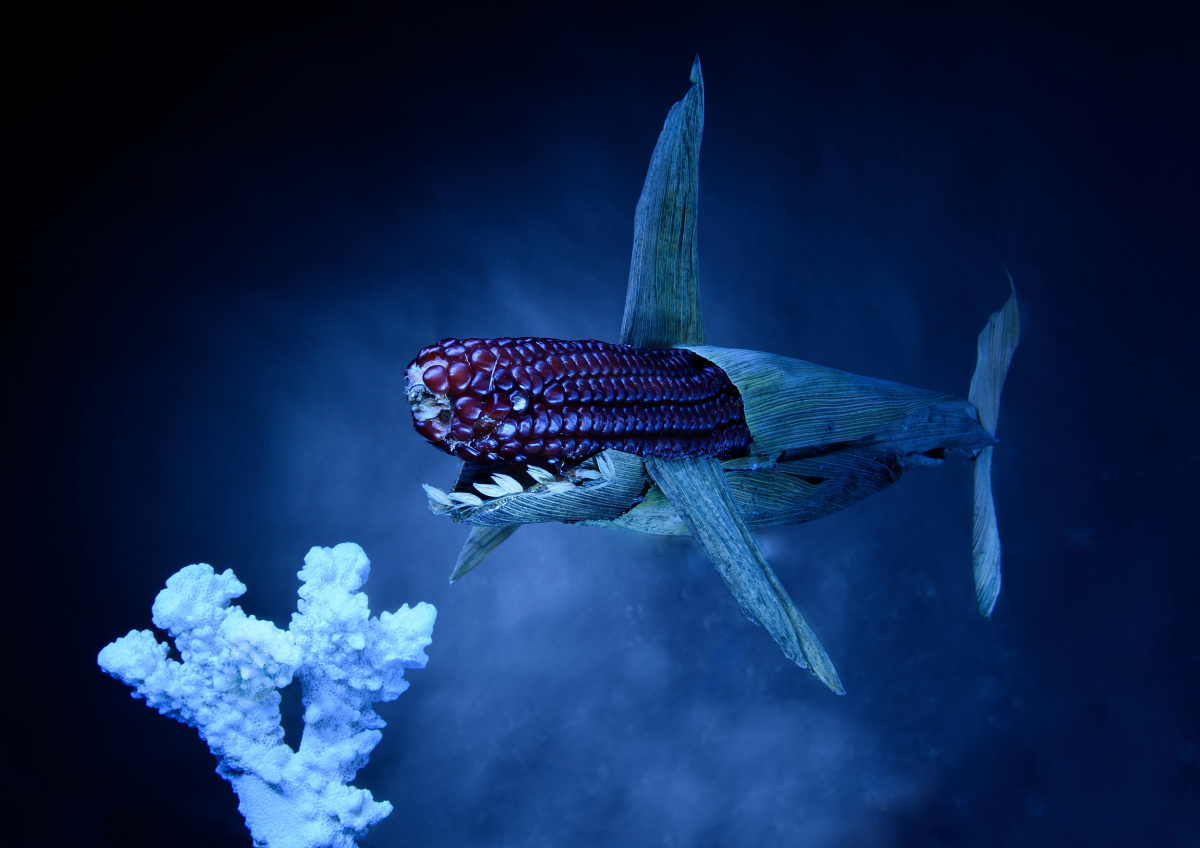 Il temibile squalo pannocchia