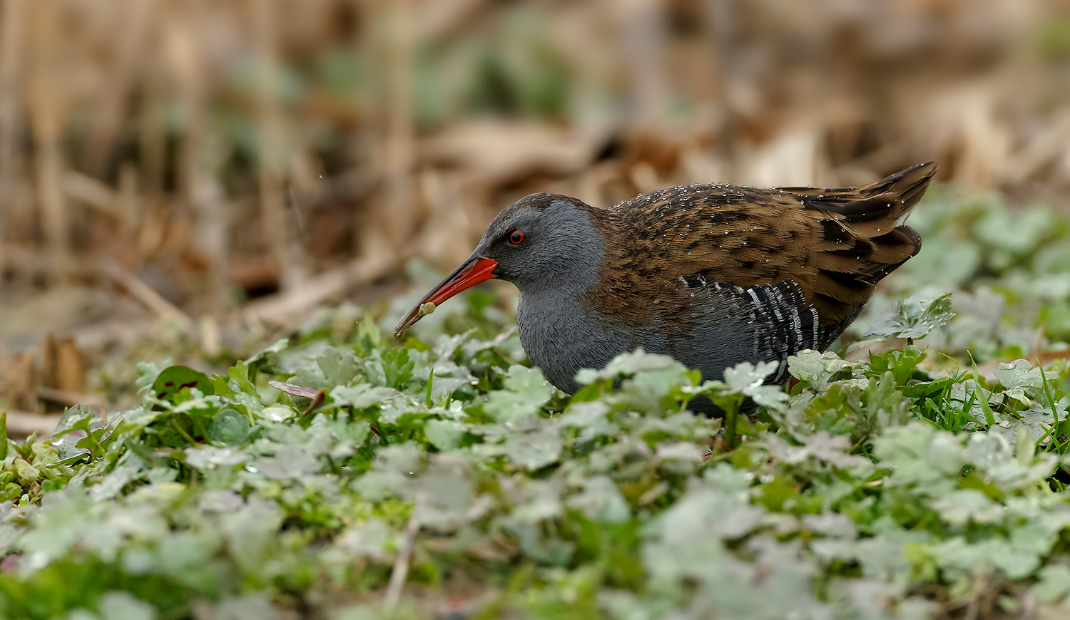 Porciglione sotto la pioggia