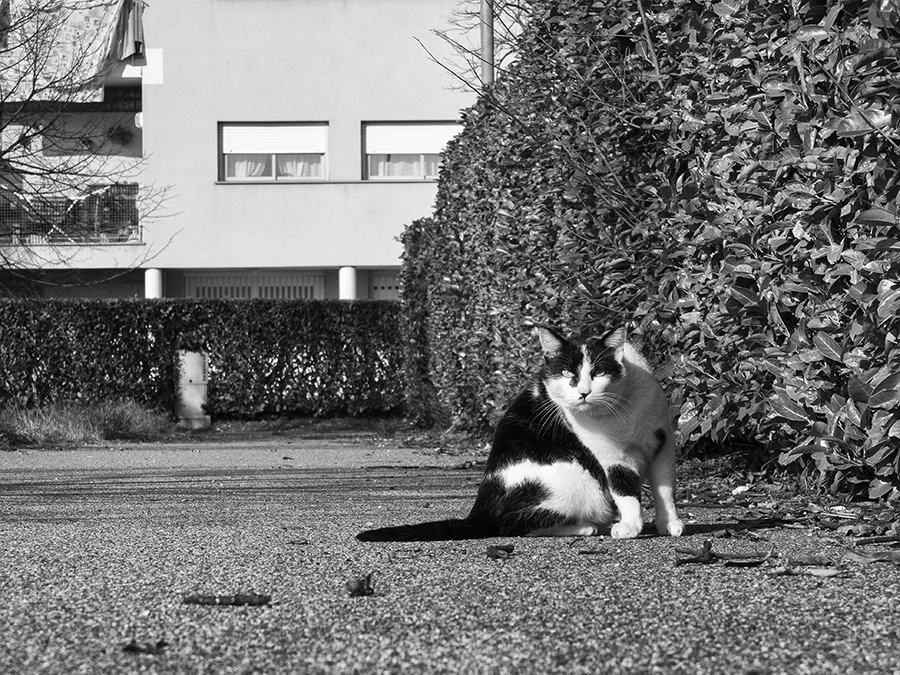 Il padrone della via