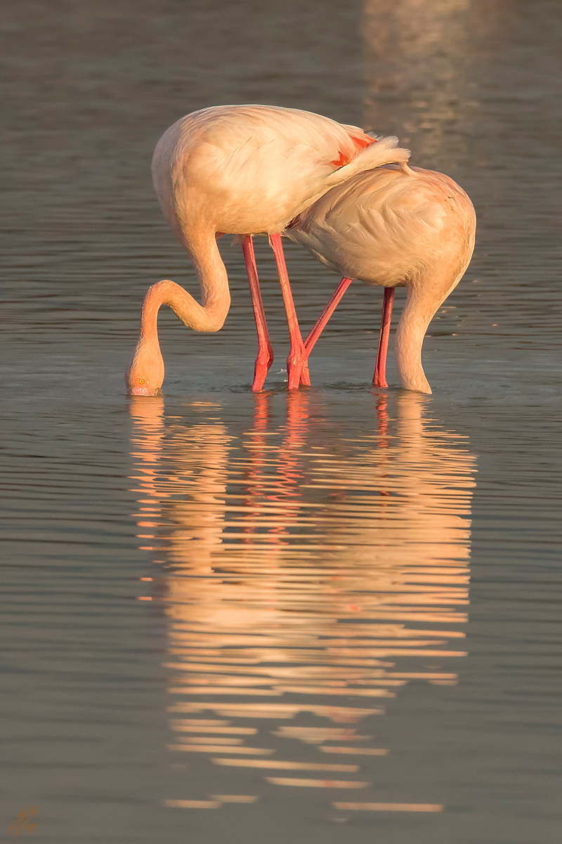 ..vicini vicini al tramonto..