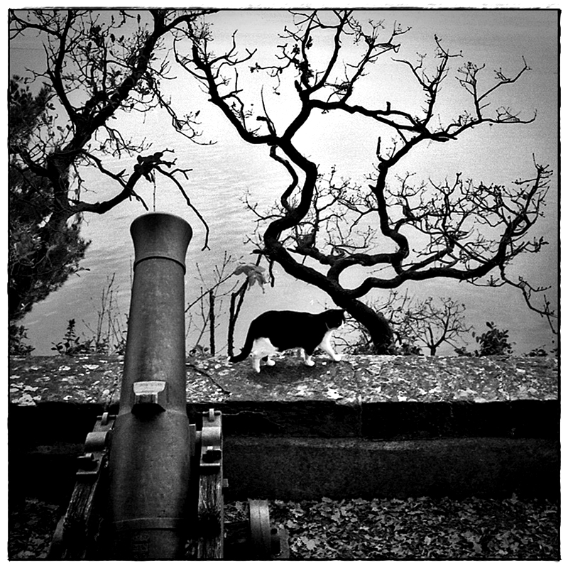 Il gatto ed il cannone