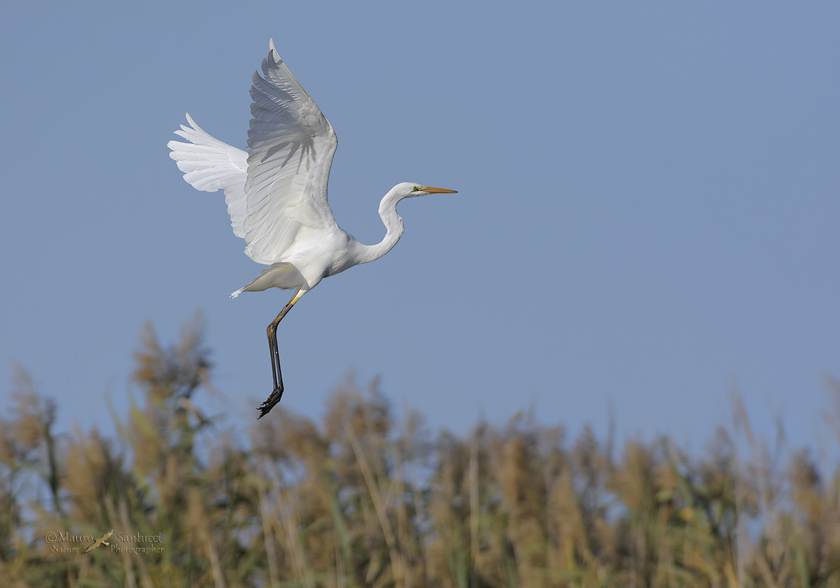 Airone bianco maggiore in elevazione
