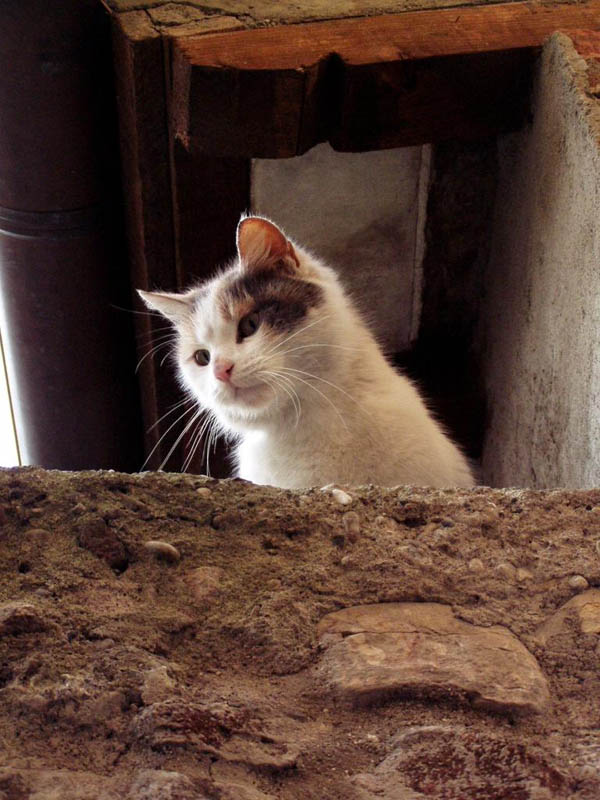 Curiosit� Felina