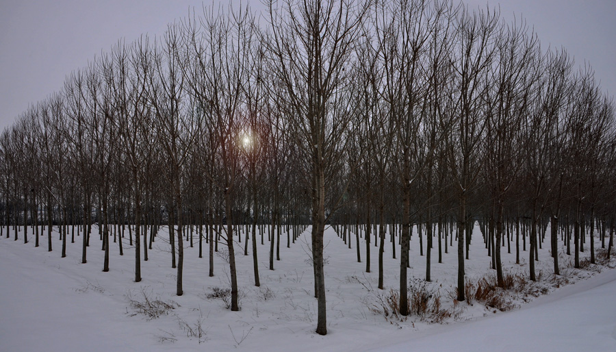pioppeto innevato