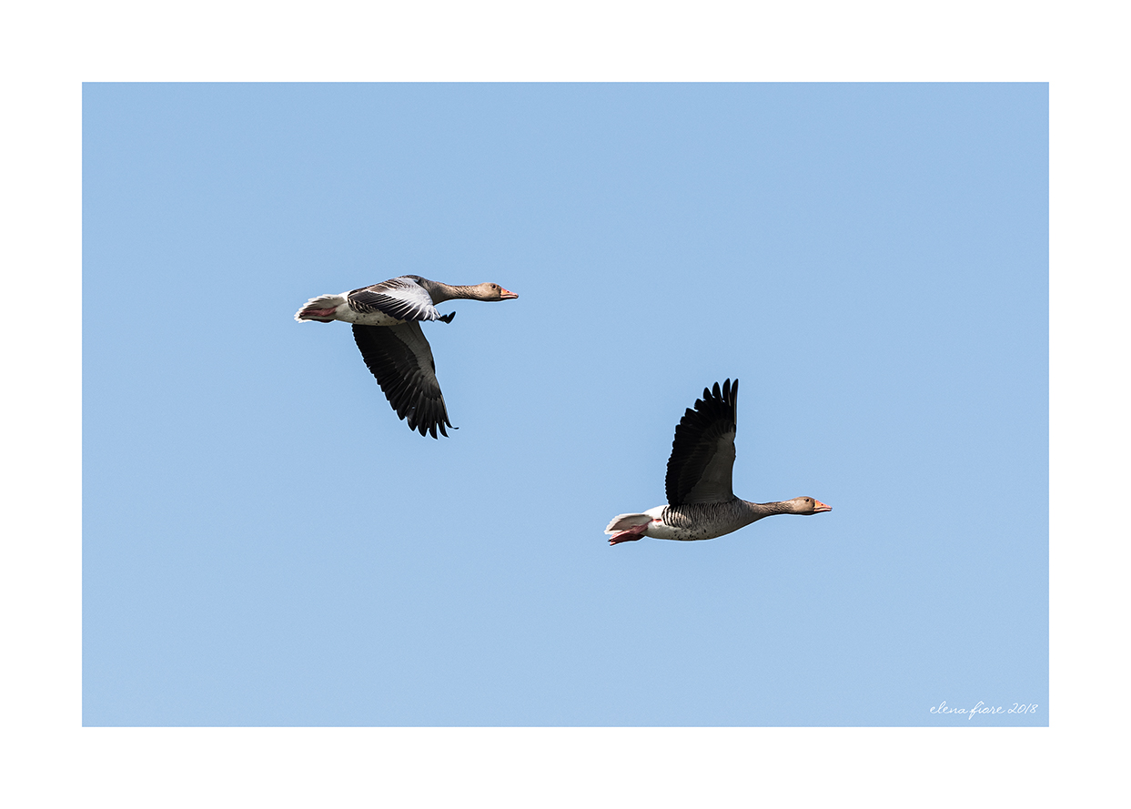 Oche cenerine in volo