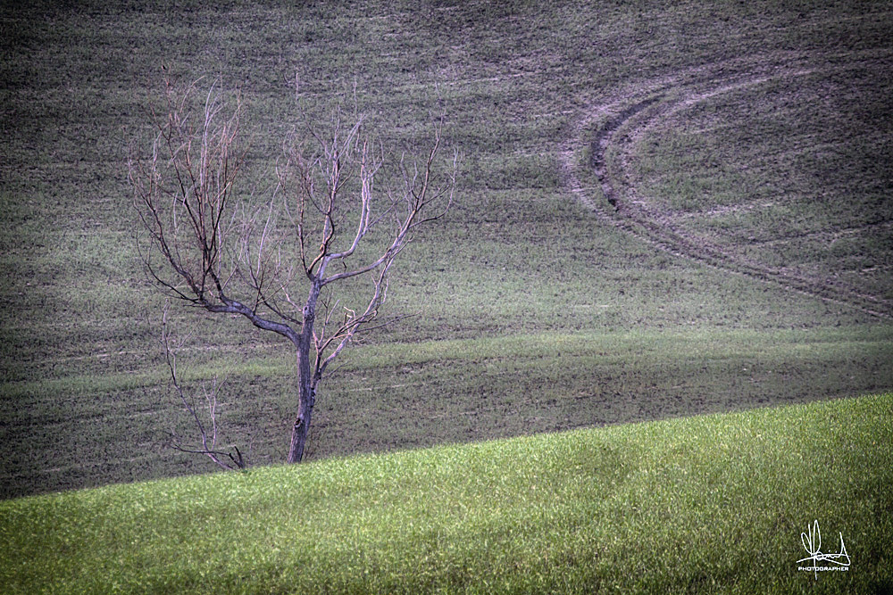 L'albero solitario