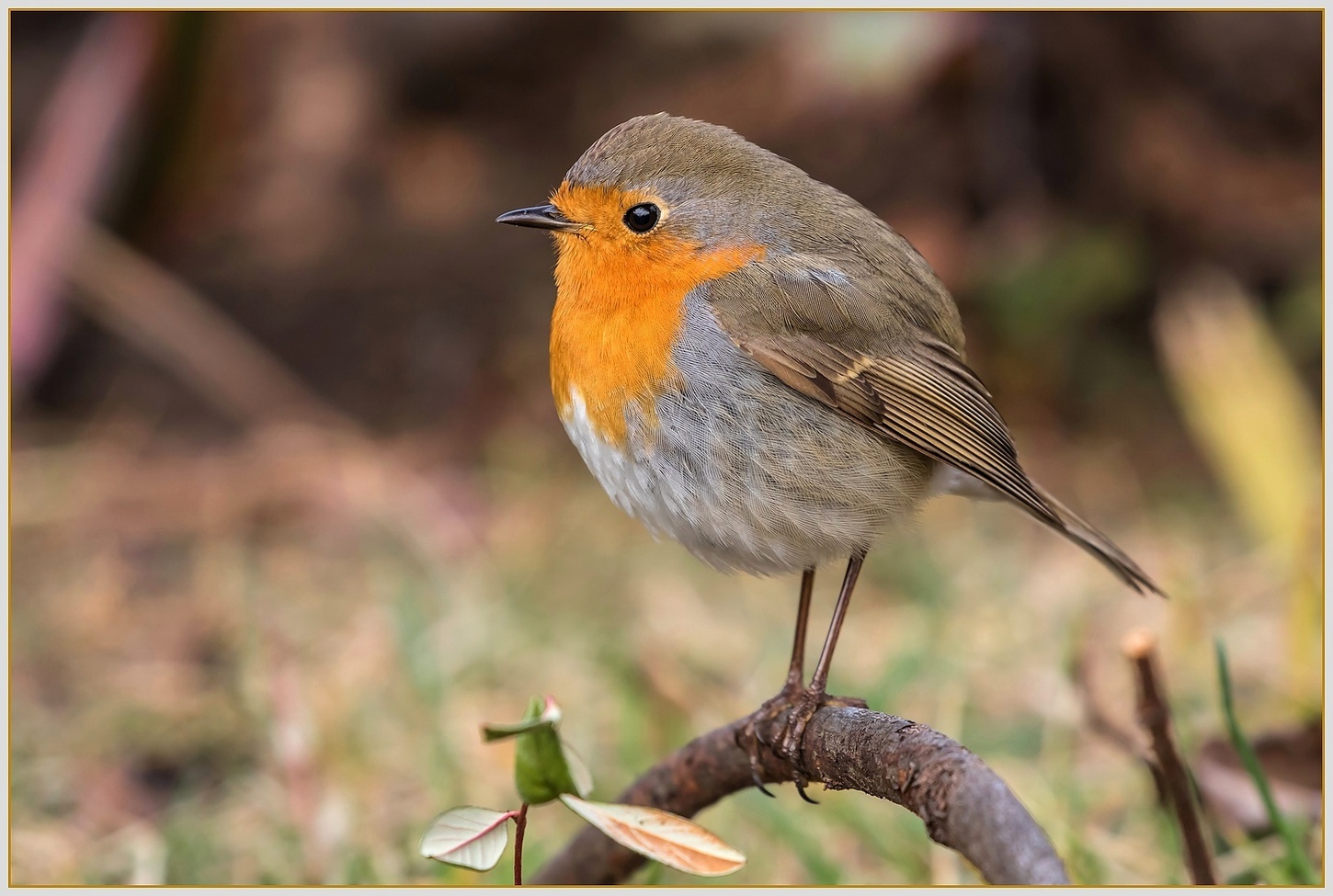 Robin il Pettirosso.