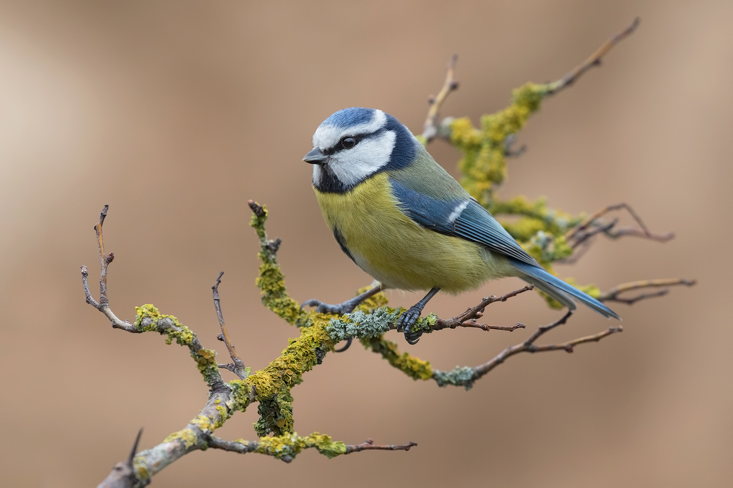 sempre cinciarelle.....