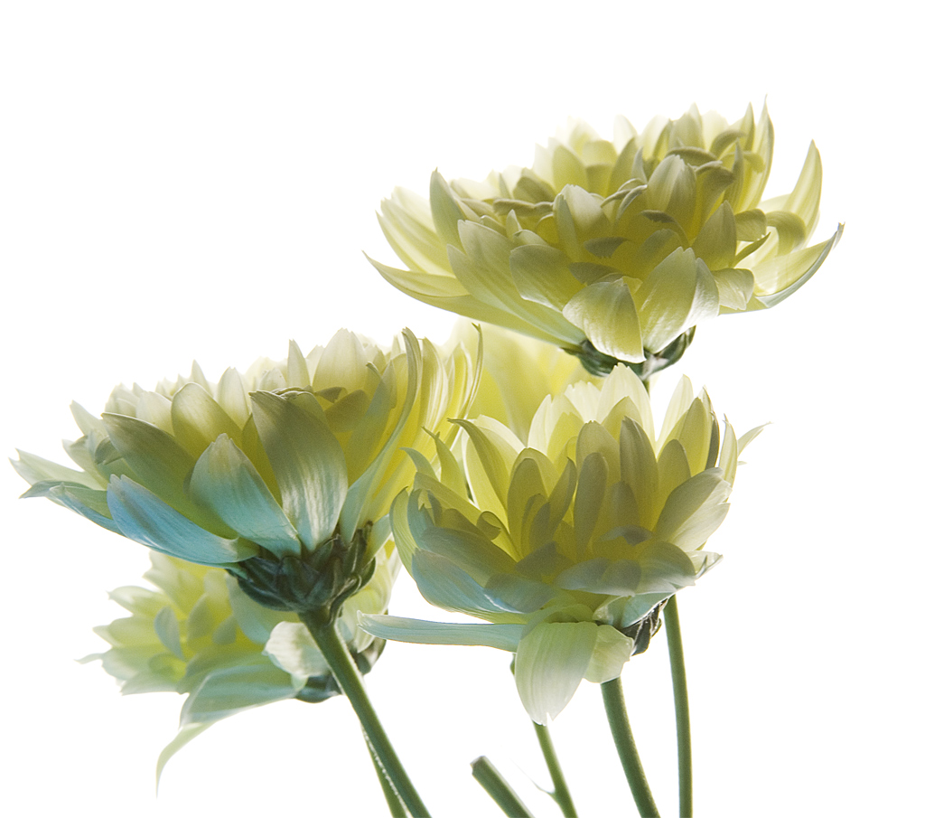 In contro luce...tono su tono