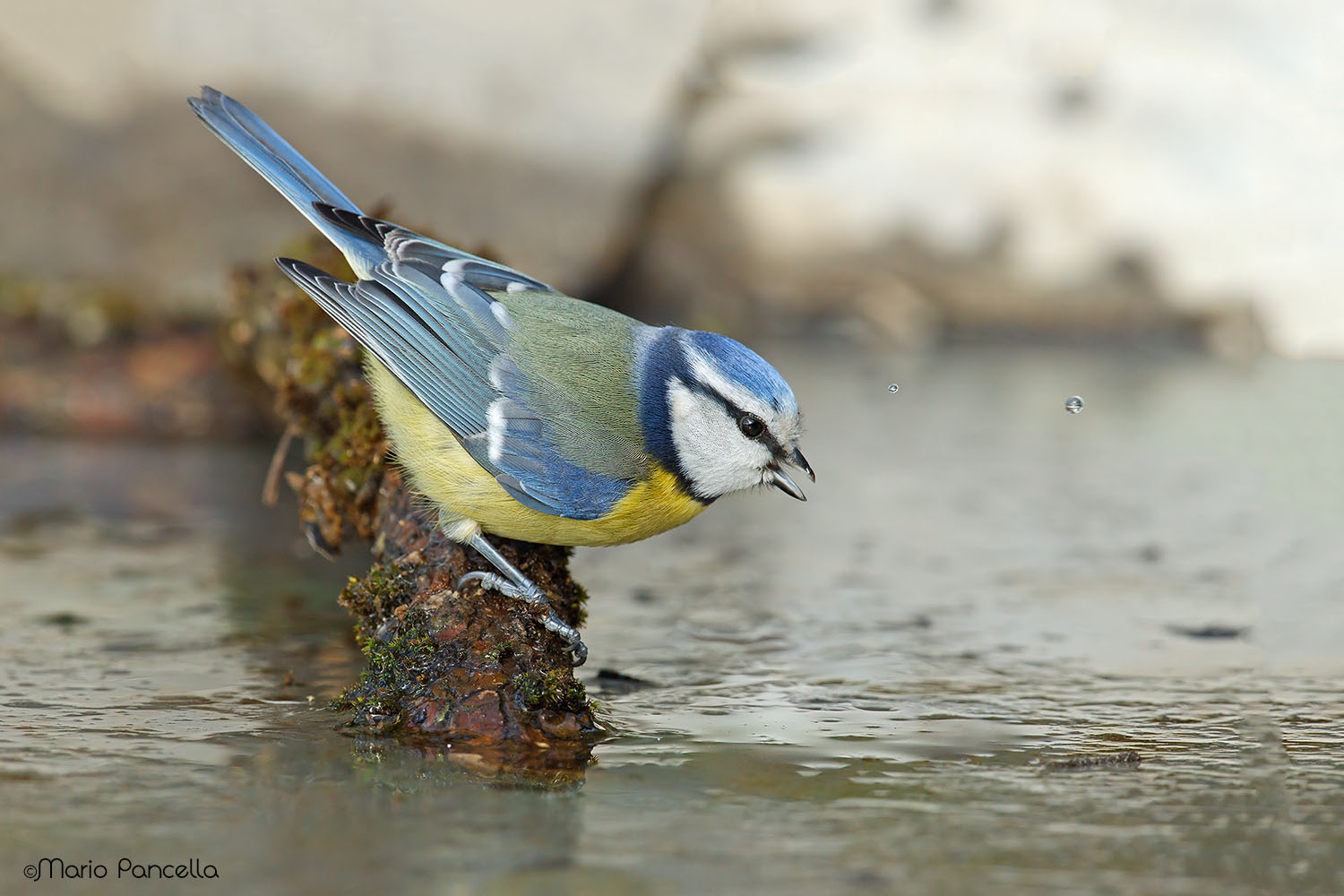 Cinciarella in abbeverata