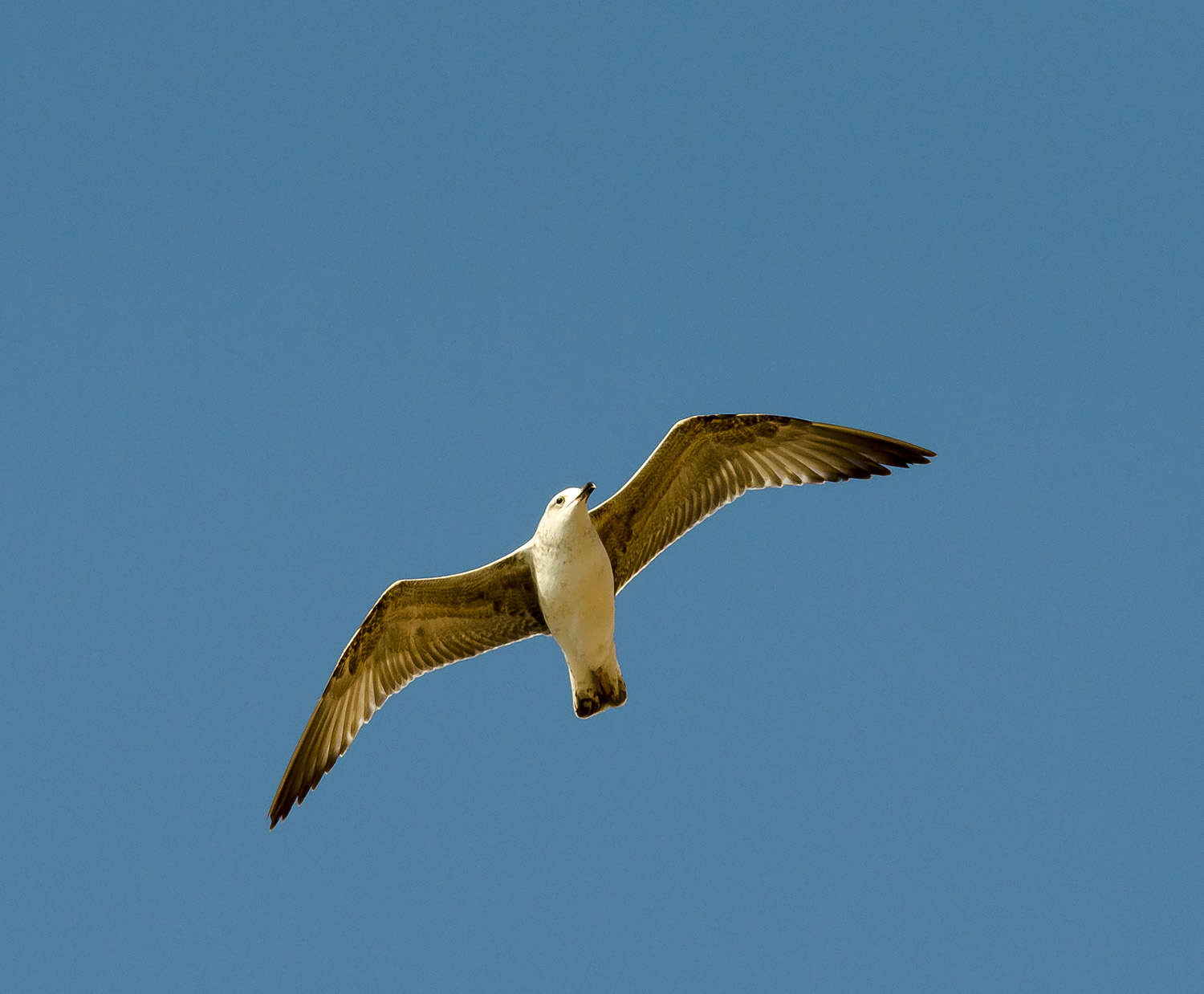 Nel sole e nel vento