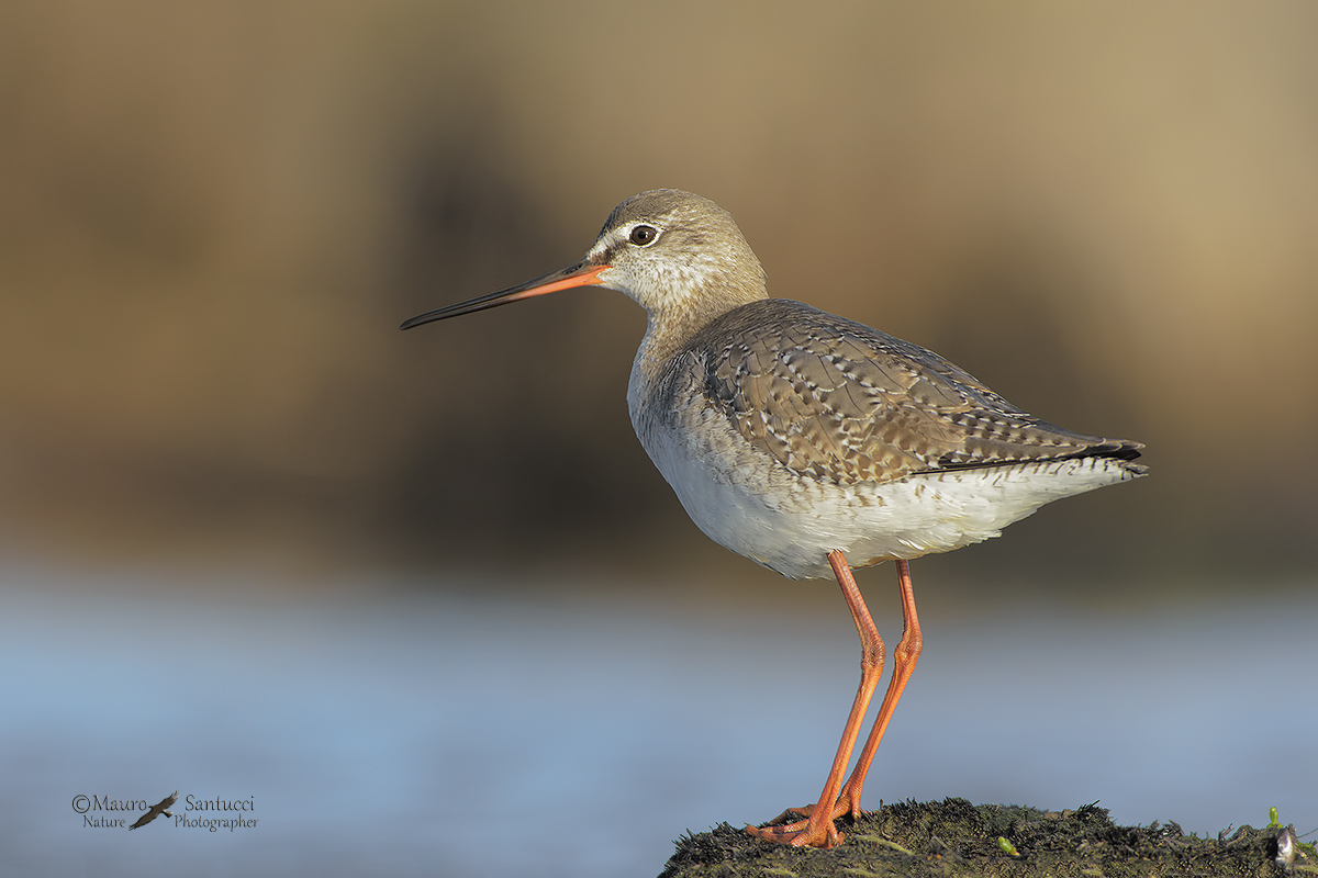 Pettegola_tringa totanus