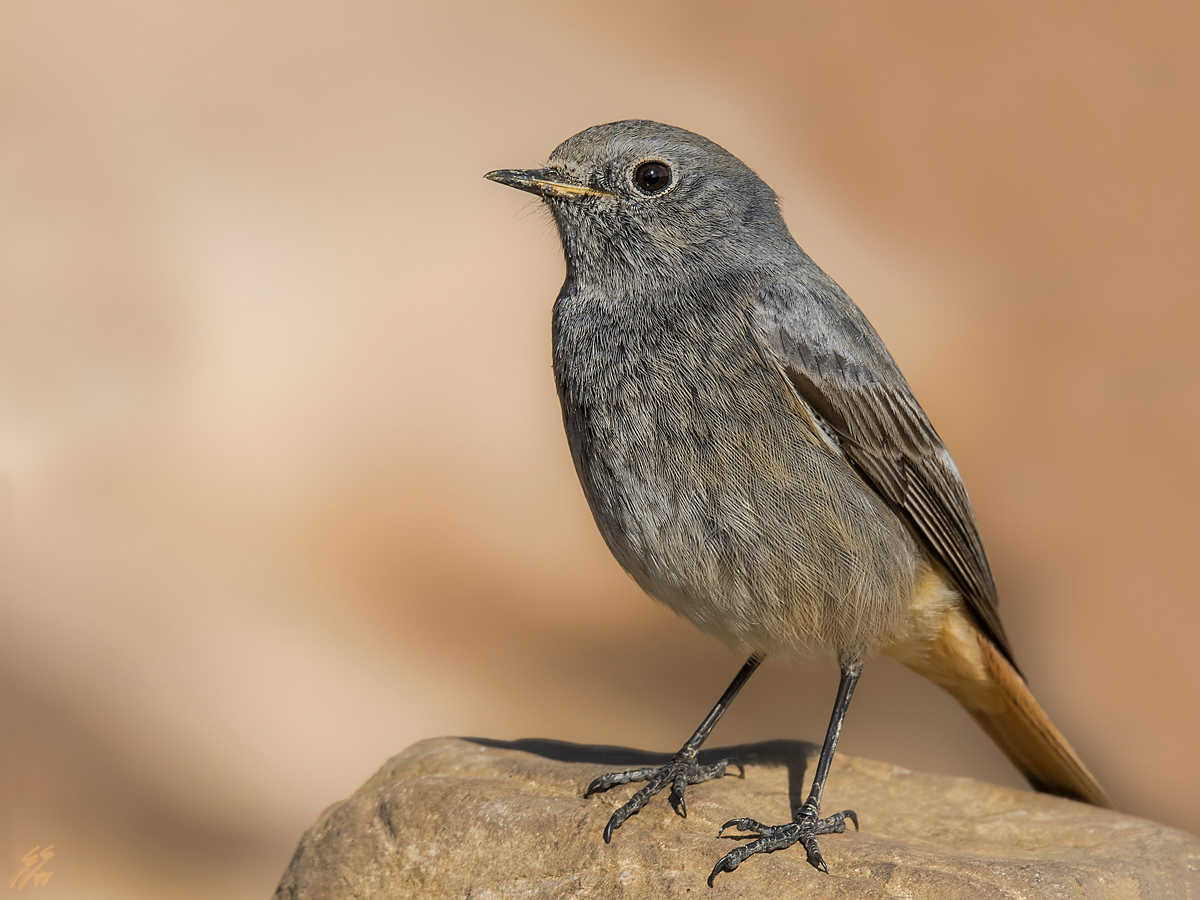 ..codirosso spazzacamino..
