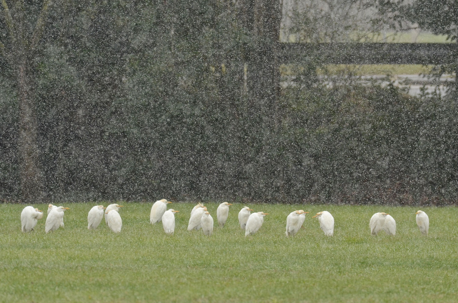 Stringiamci a coorte...