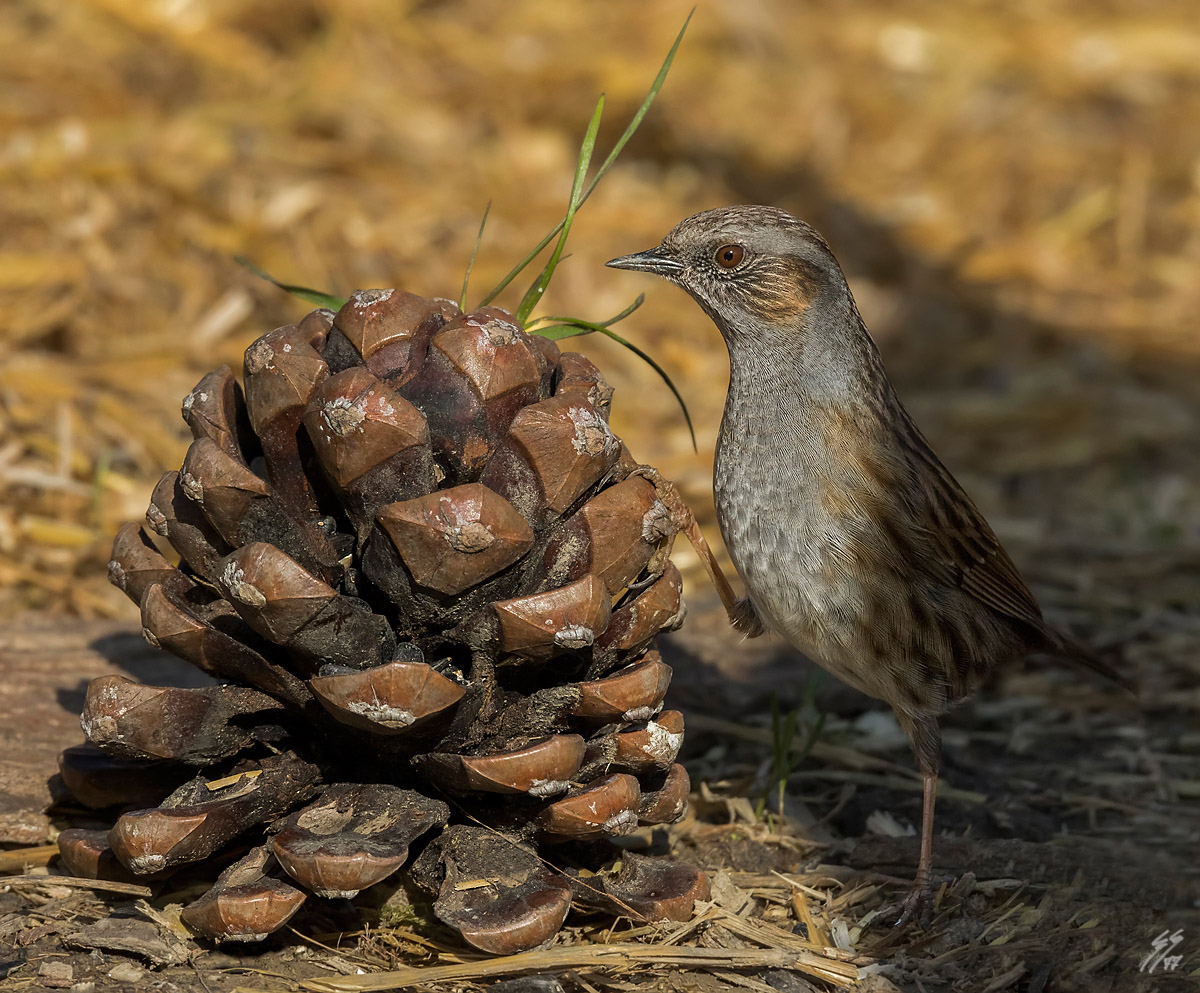 ..passera scalatrice!!!..