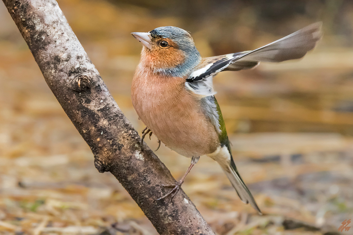 ..il saluto del fringuello..