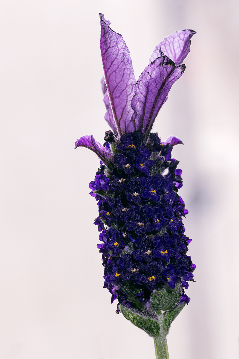 Lavanda 1