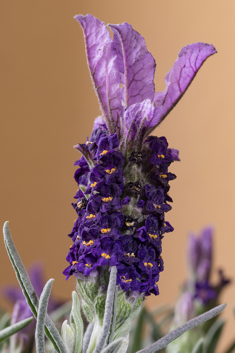 Lavanda 2