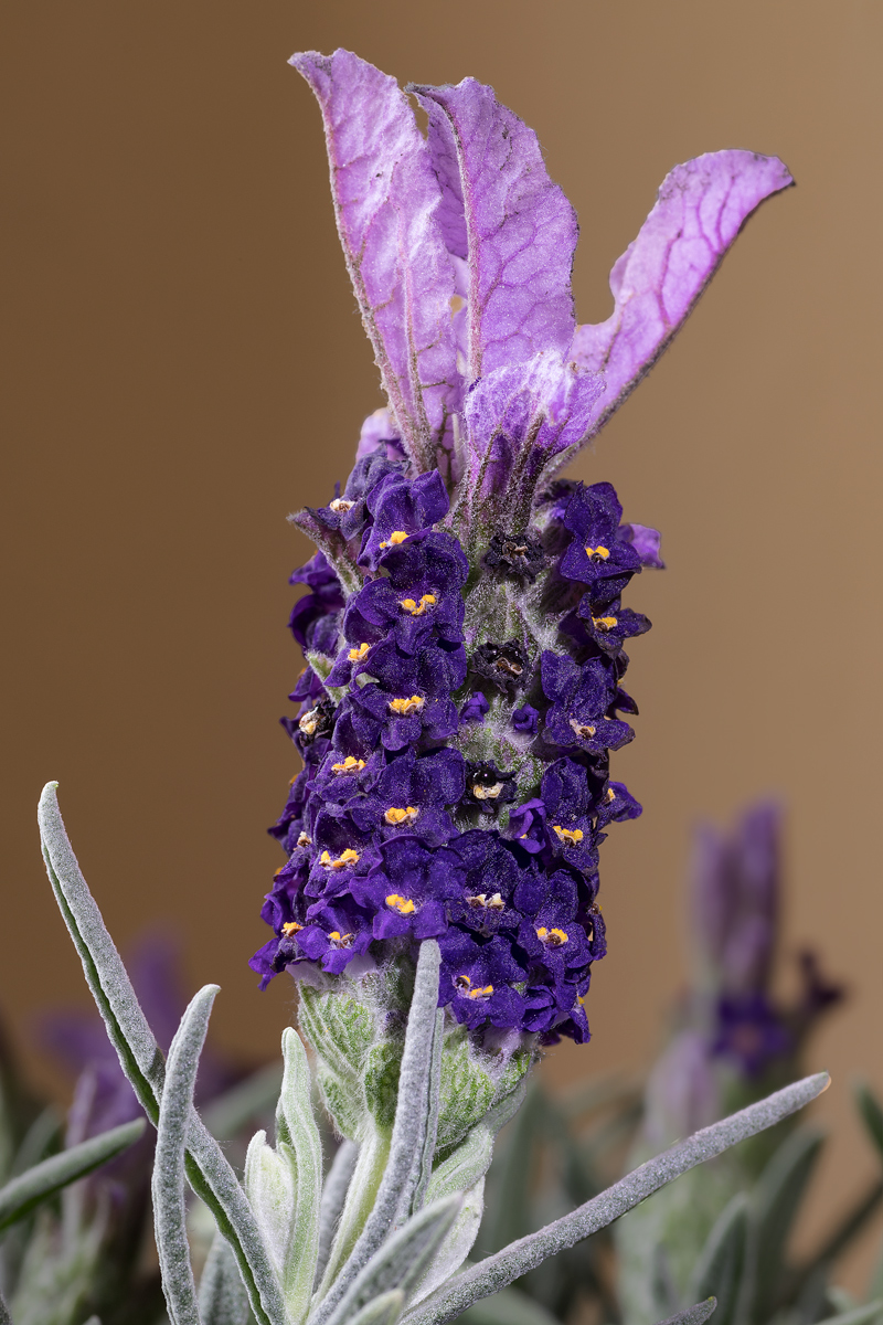 Lavanda 2bis