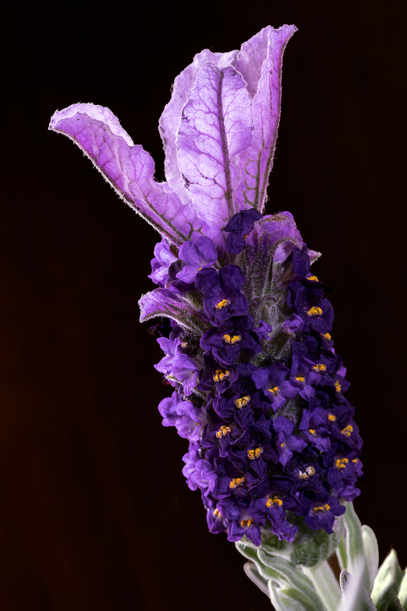 Lavanda