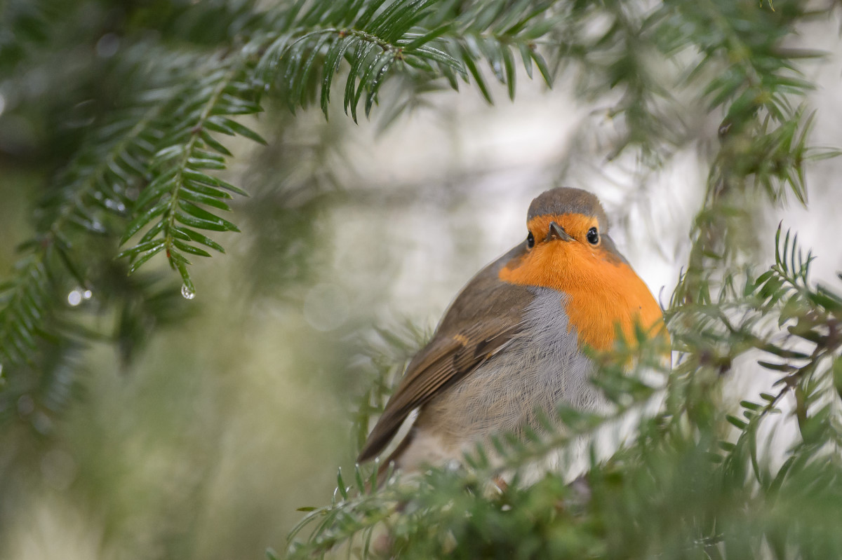Petirosso collaborante