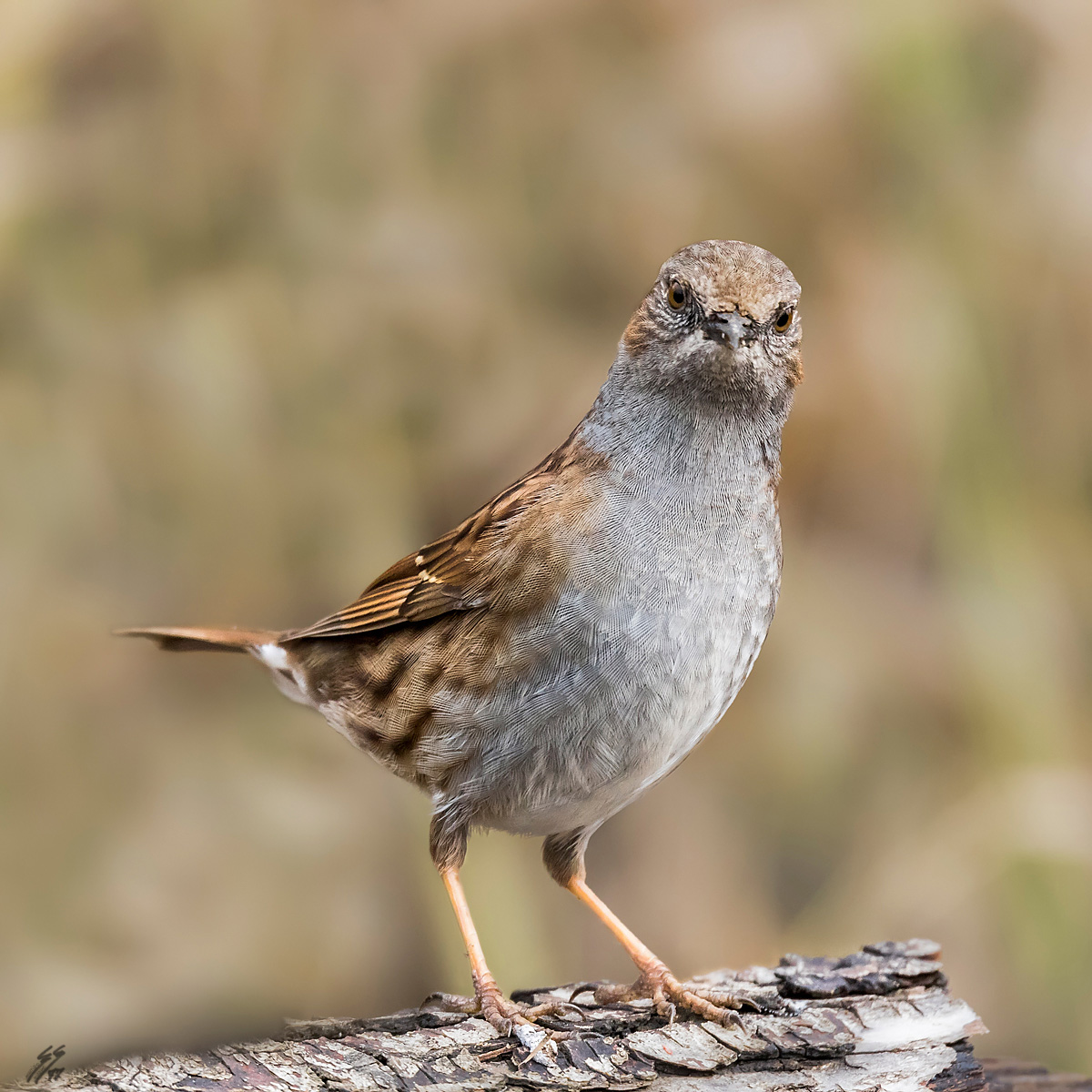 ..passera scopaiola..