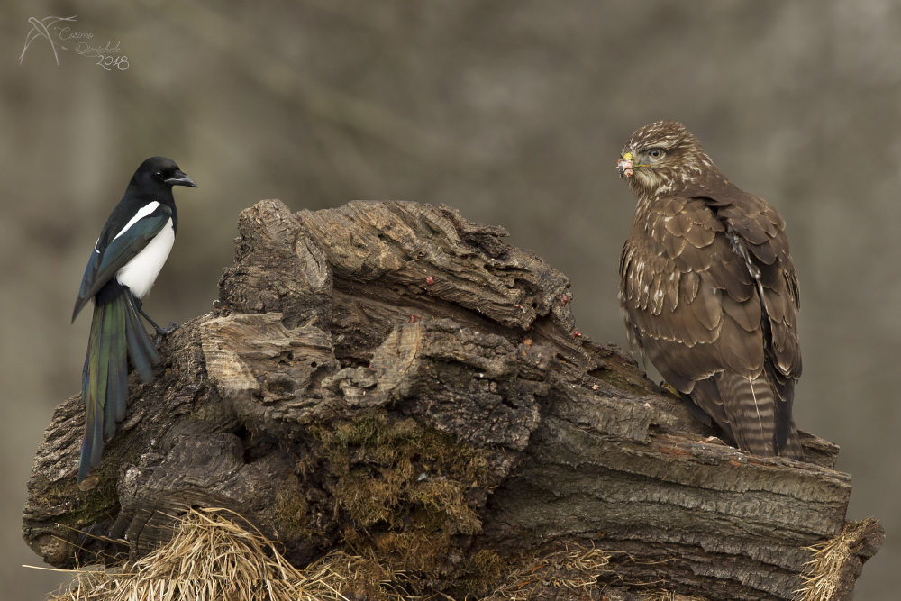 La gazza ... e la Poiana
