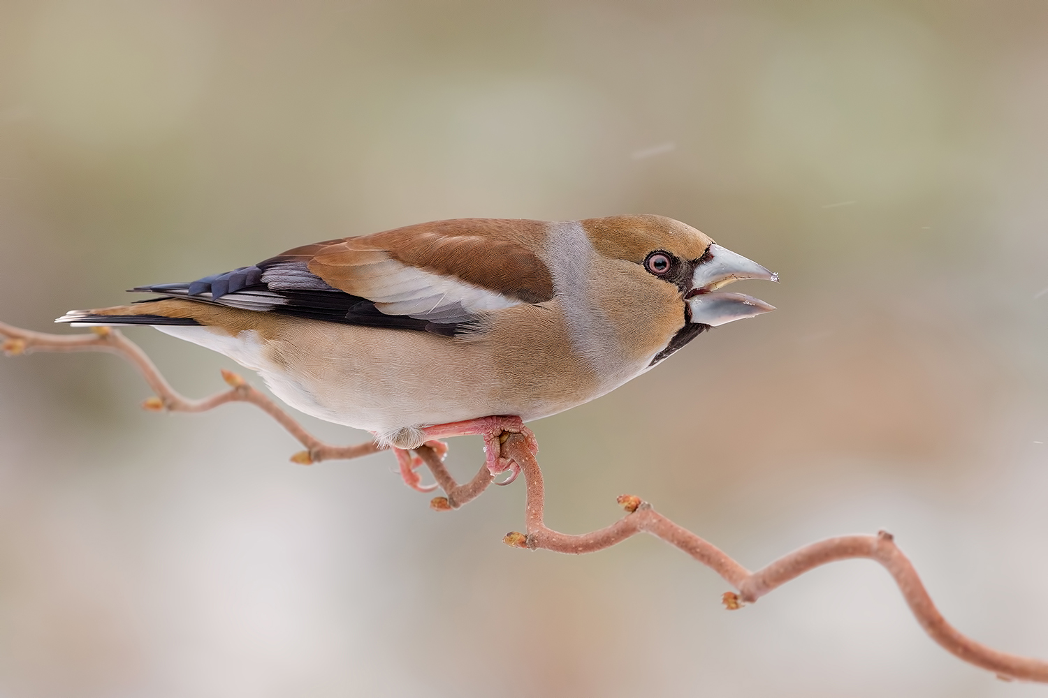 Discussioni Ne(r)vose