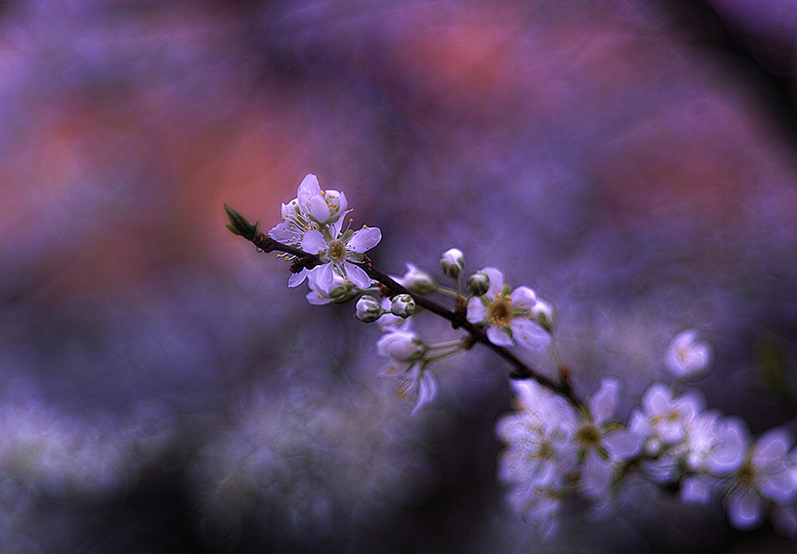 Sembrava Primavera ..