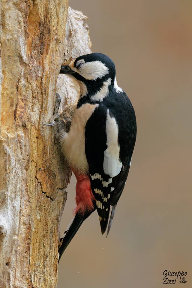 Picchio rosso maggiore