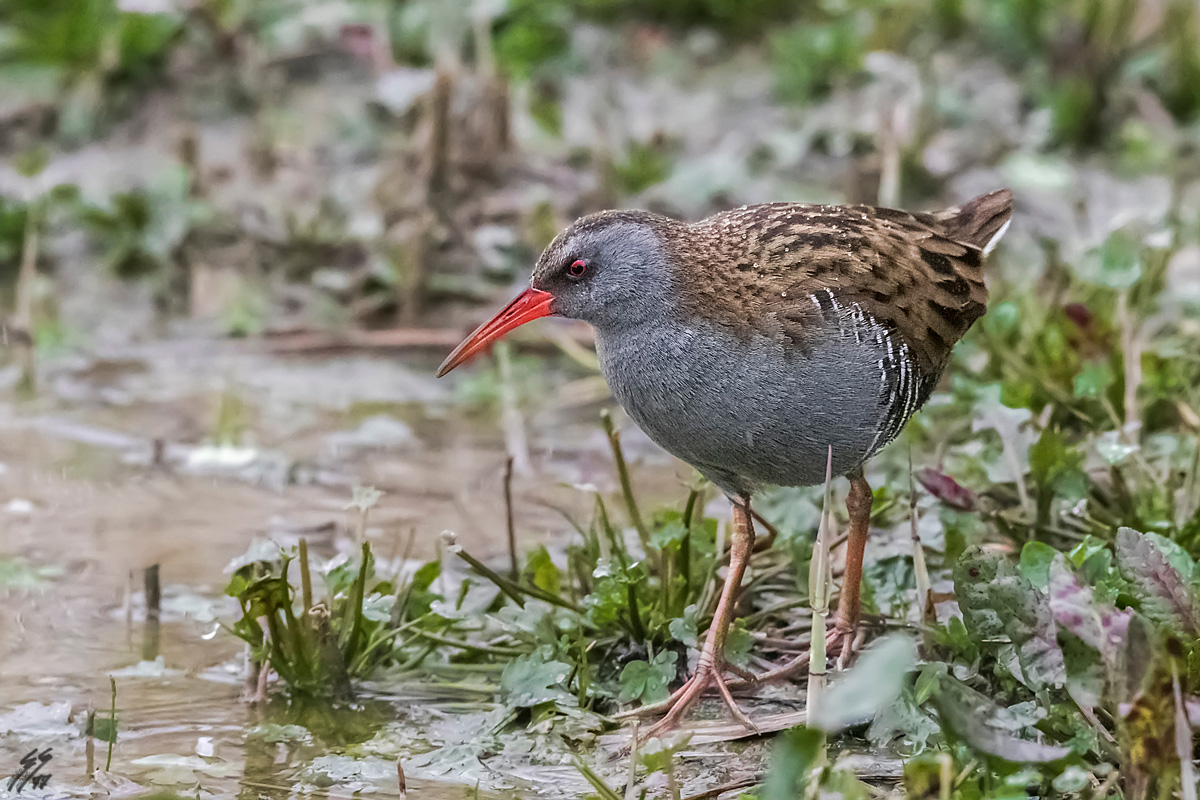 ..prove al alti iso..