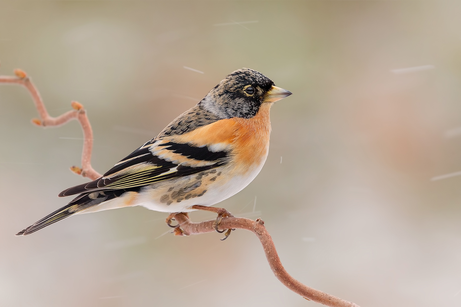 ...il vento ti sputa in faccia la neve...