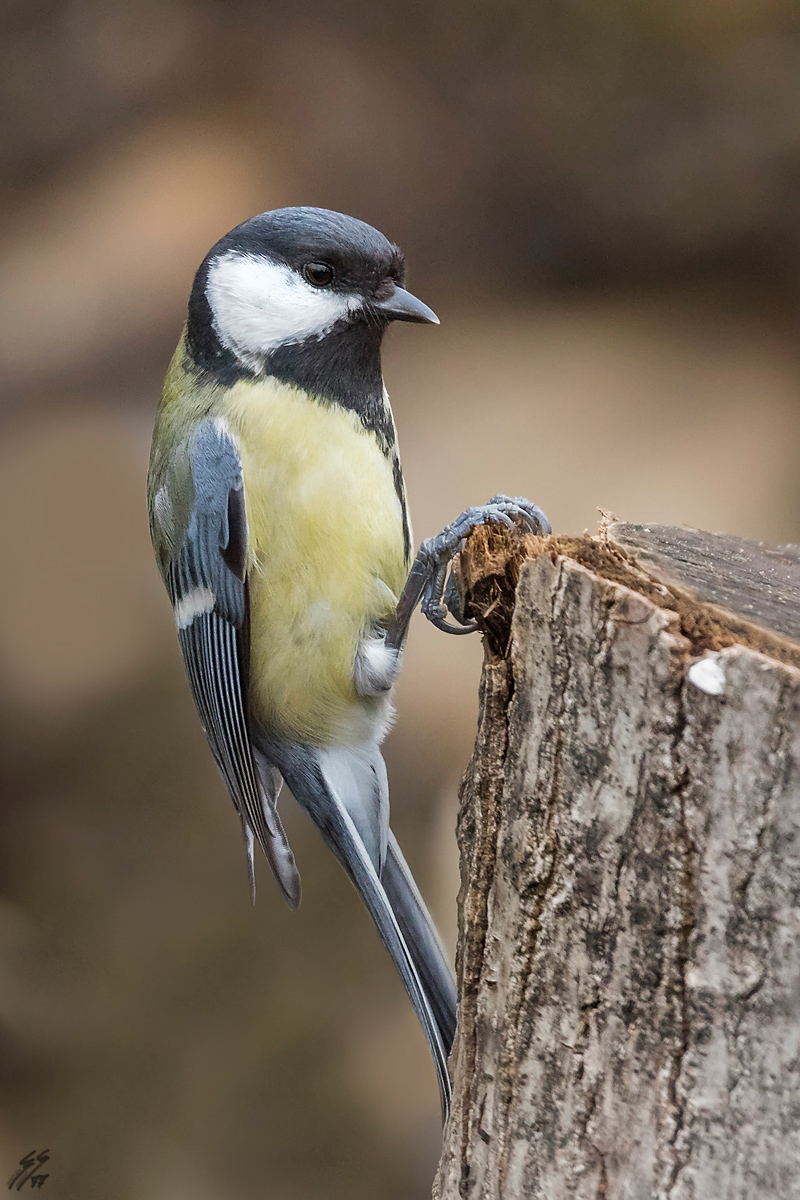 ..e se fossi un picchio?..