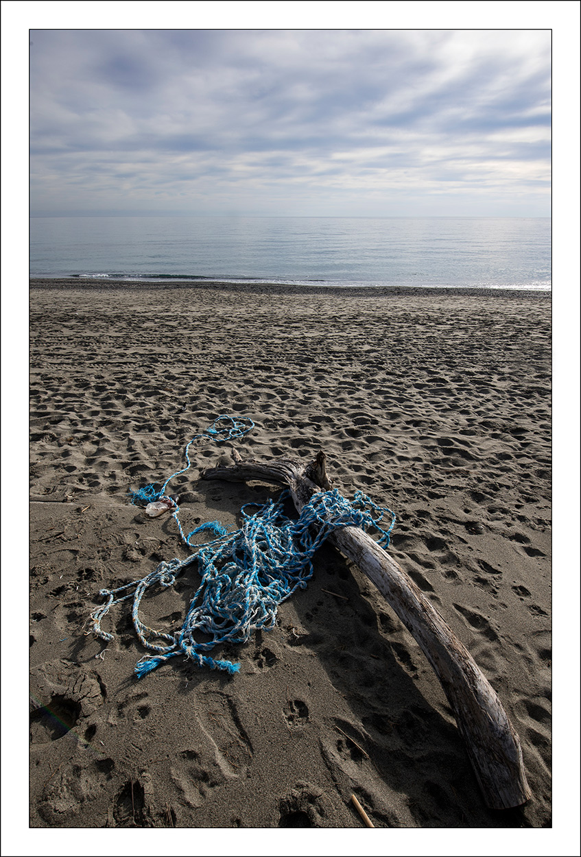 Driftwood 3