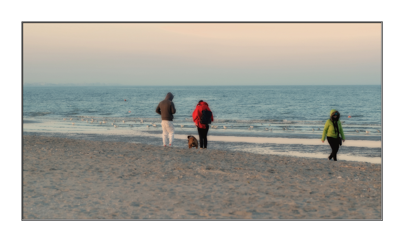 ...cani ...da spiaggia...