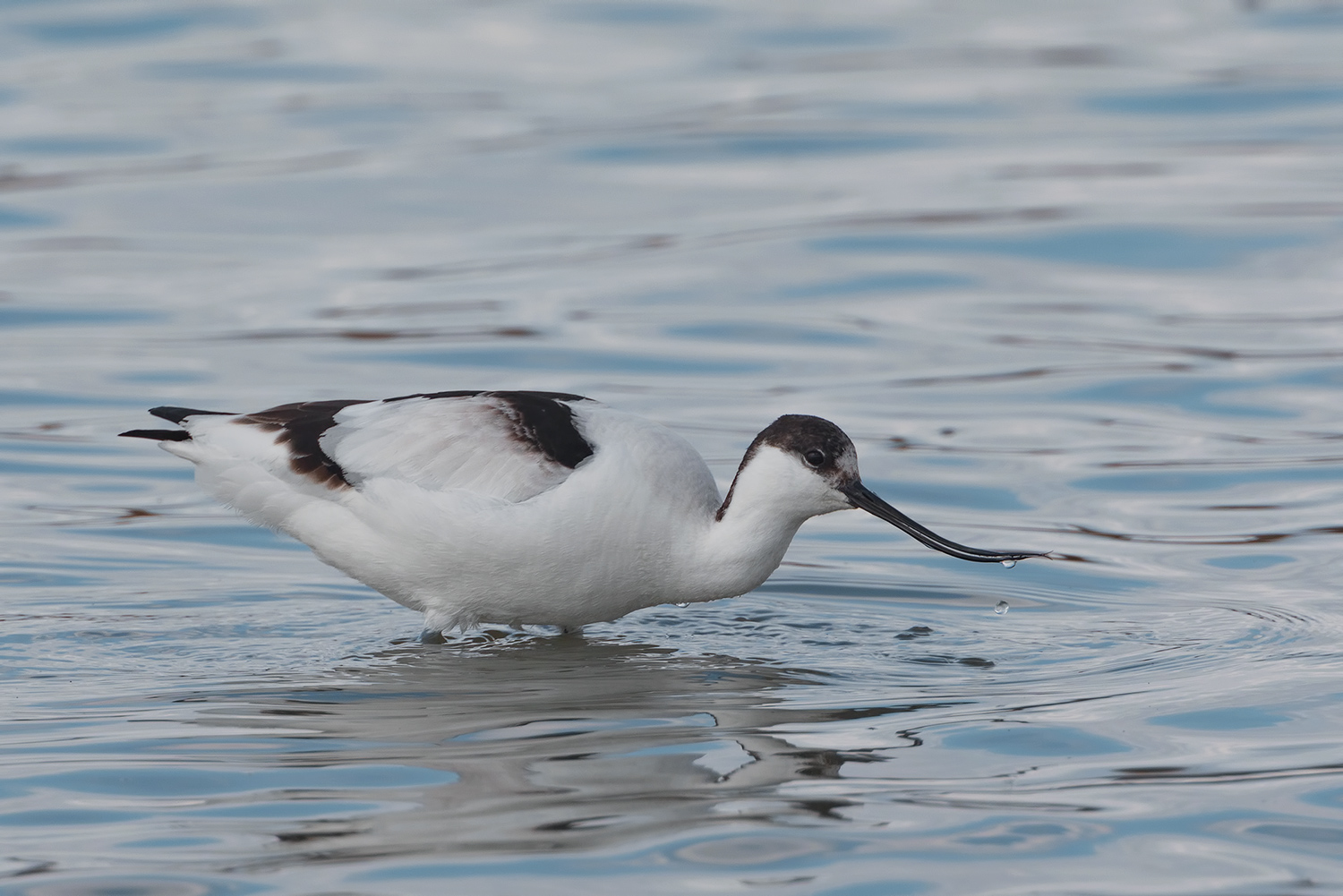 l'avocetta...
