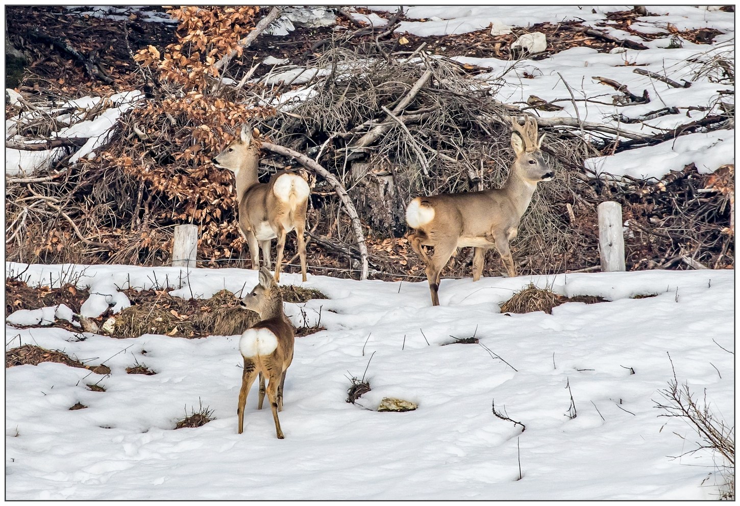 Famiglia di Caprioli