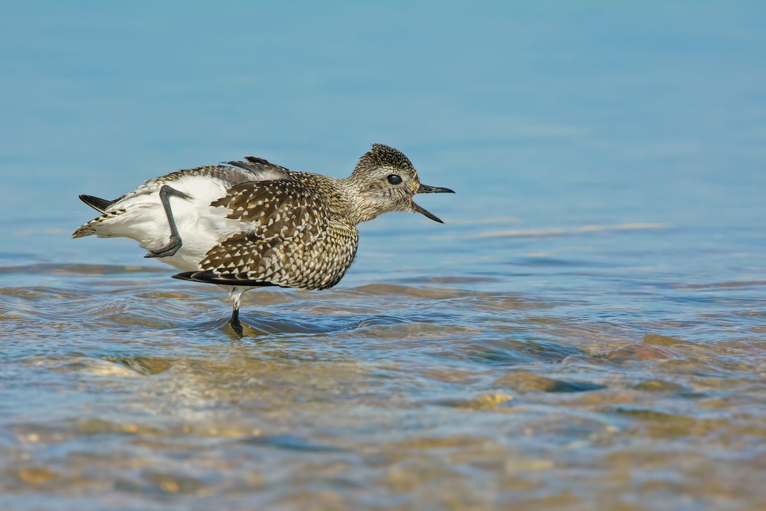 Pivieressa (Pluvialis squatarola)