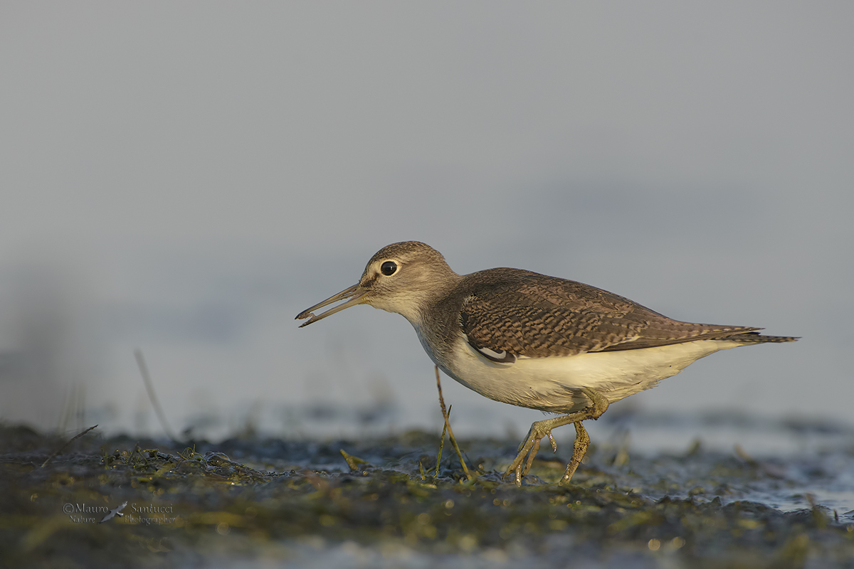 Piro piro piccolo_DSC8943