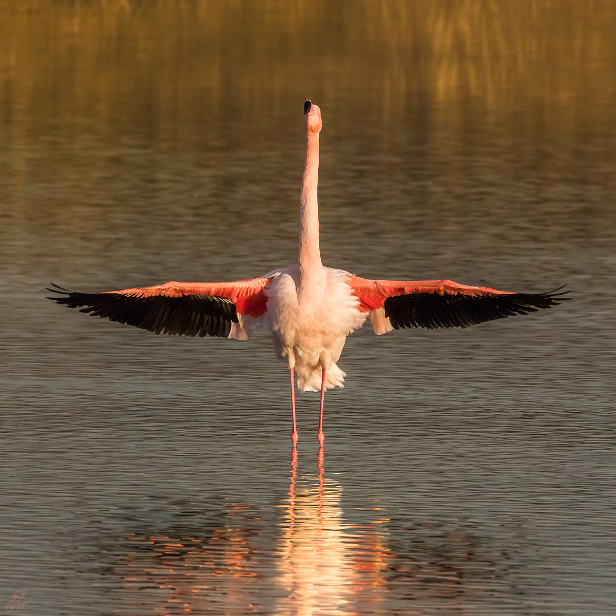 ..fenicottero rosa..