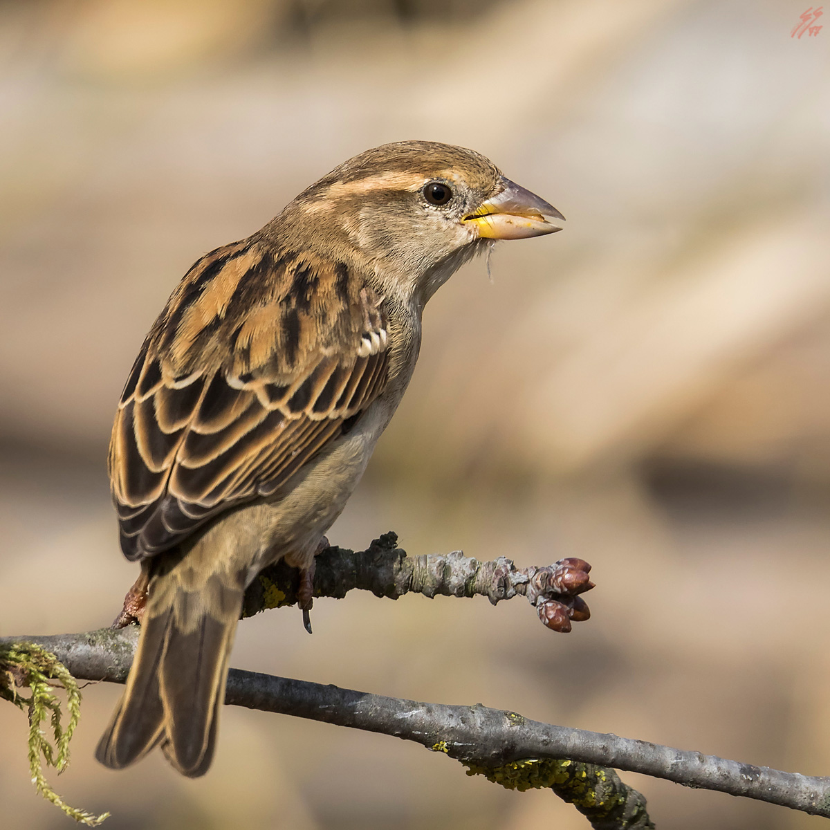 ..passera d'italia..