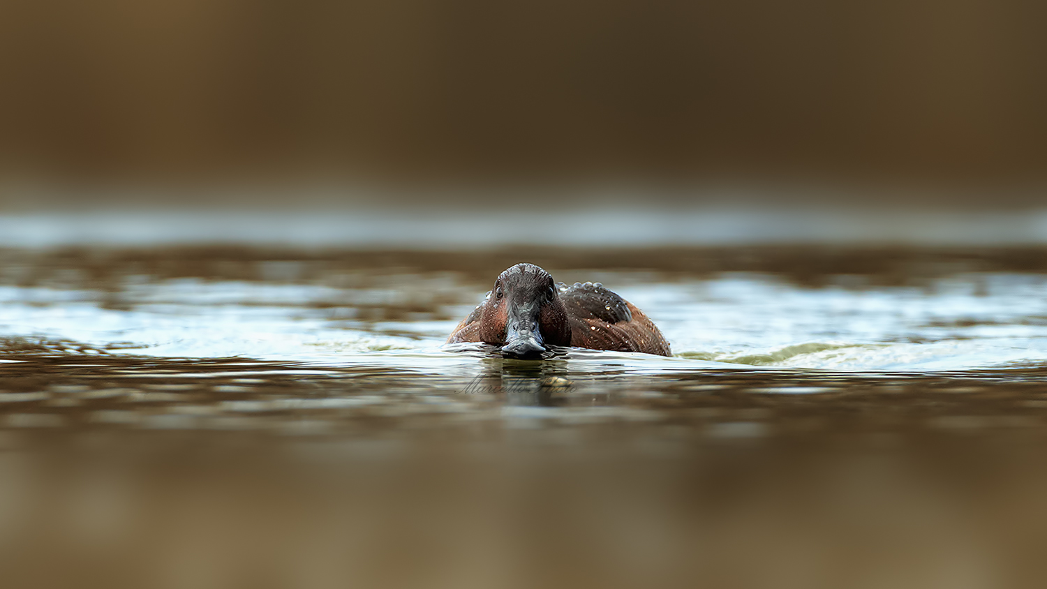 basso profilo.... Moretta tabaccata femmina (Aythya nyroca)