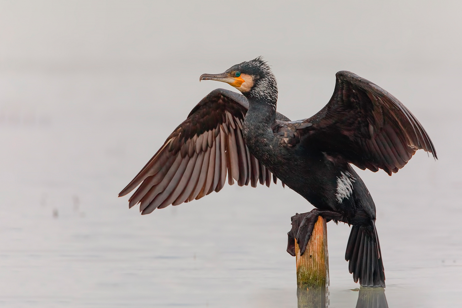 cormorano....