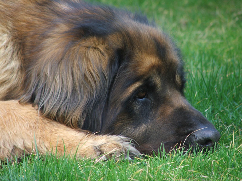 presagi di primavera