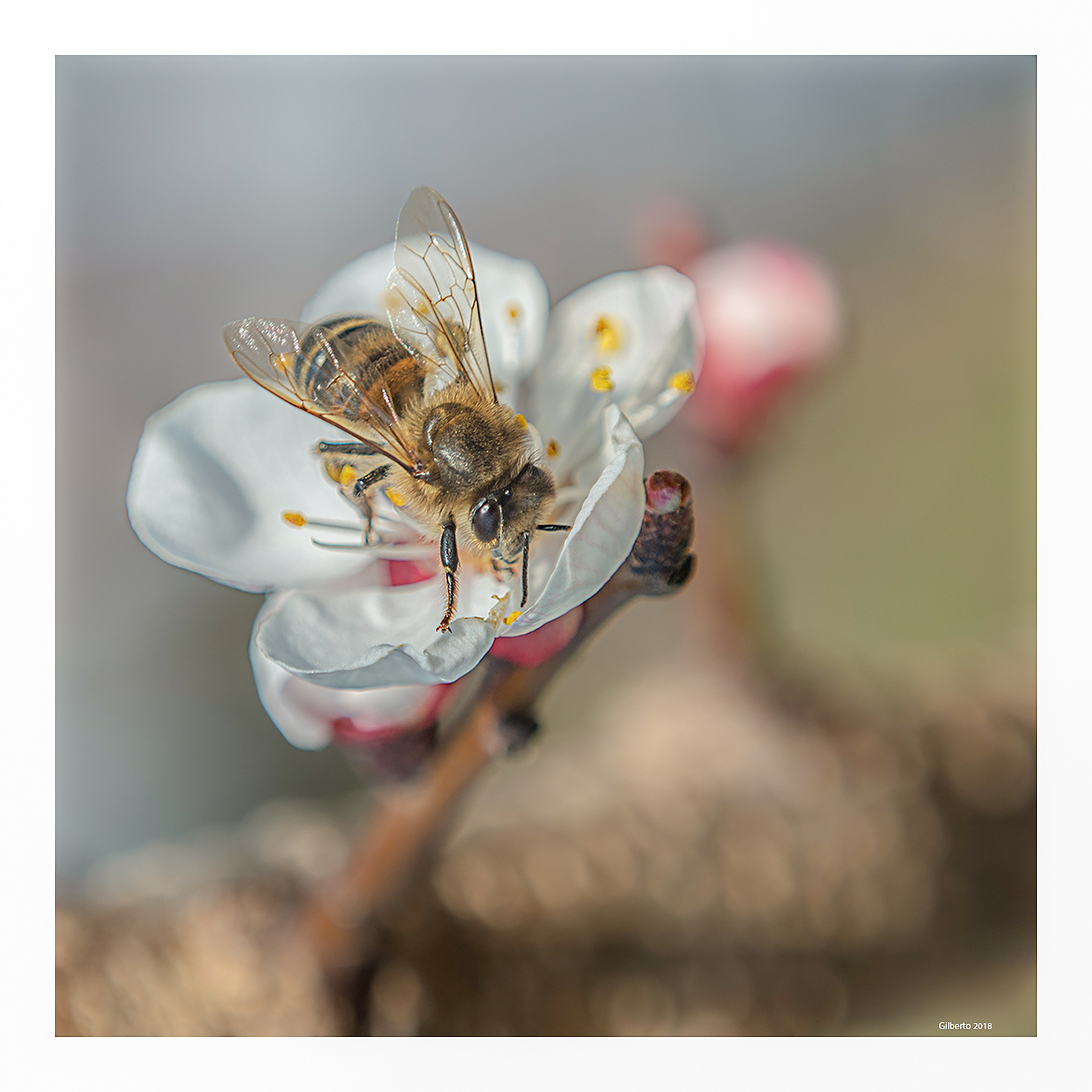 Il ritorno... dell'ape