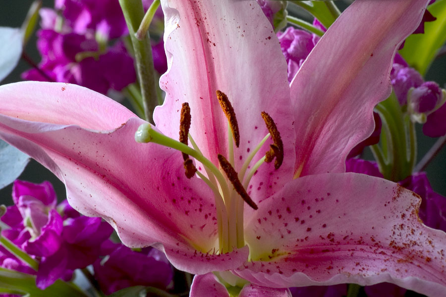 altra prova del fiore