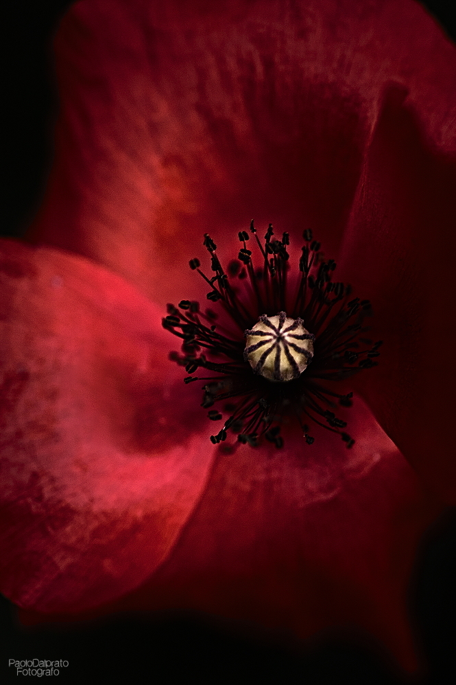 Non faccio foto di fiori